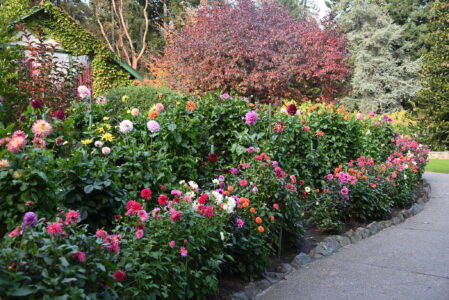 Landscaping with Flowers That Bloom in Fall Image